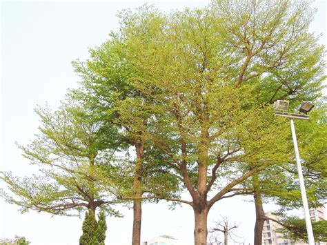 小葉欖仁樹花語|彰化田尾小葉欖仁林,遠離市區的土地,成就夕陽下的沉靜時光/彰化。